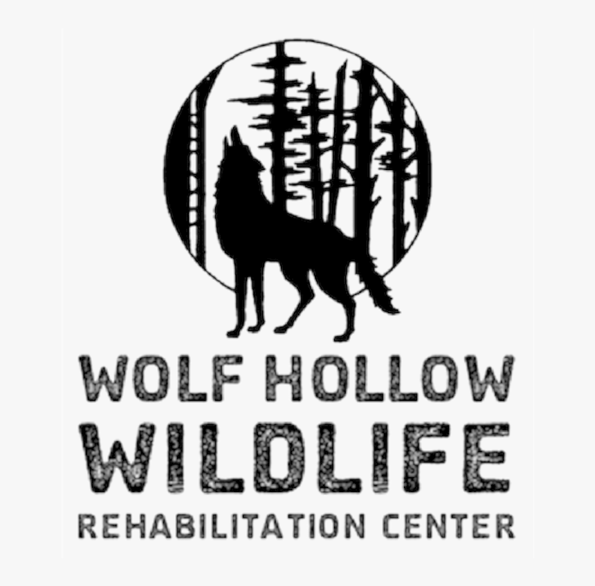 Wolf Hollow Wildlife Rehabilitation Centre Logo - Wolf Hollow Wildlife, HD Png Download, Free Download