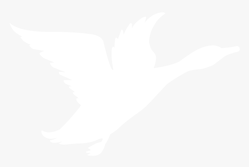 Picture - Seabird, HD Png Download, Free Download