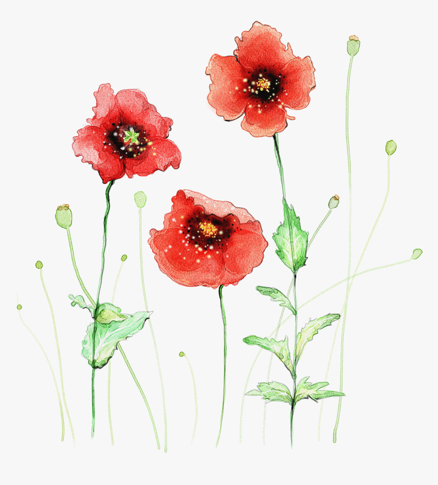 Watercolor Painting Flower Red - Watercolor Flowers In Transparent Background, HD Png Download, Free Download