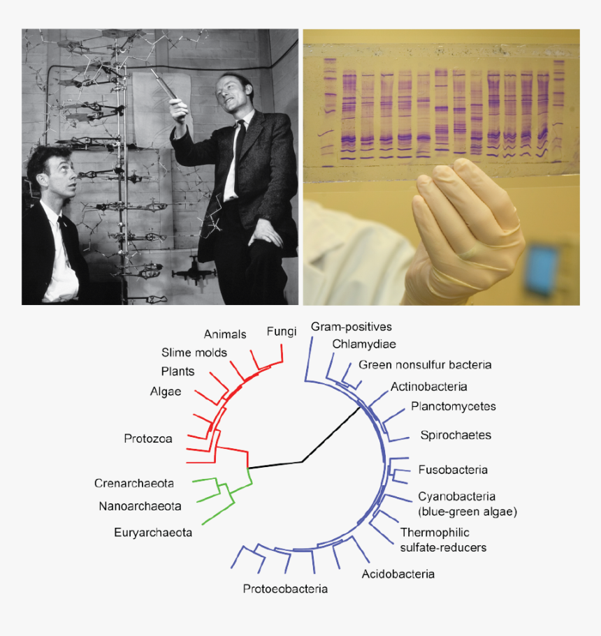 The Top Left Image Is A Photograph Of Two People Standing - Watson And Crick 2003, HD Png Download, Free Download