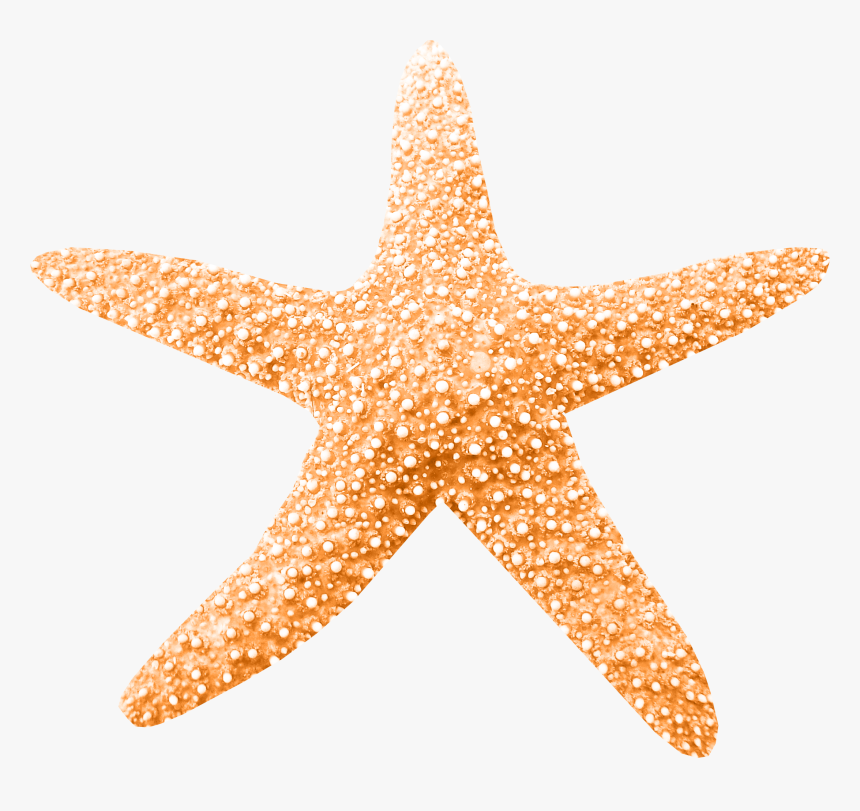 Peaches Clipart Starfish, HD Png Download, Free Download