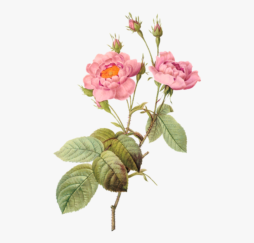 Pierre Joseph Redoute Flower, HD Png Download, Free Download