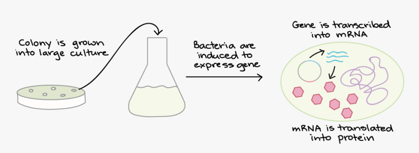 Vector Expressions Bacteria - Induction Bacteria, HD Png Download, Free Download