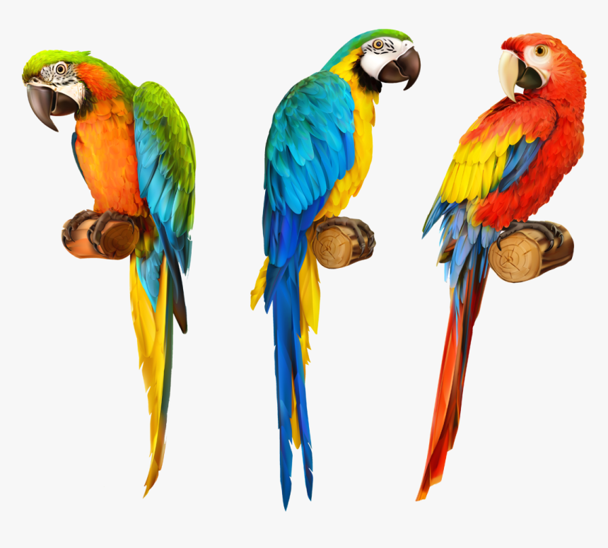 Realistic Colorful Parrot Drawing, HD Png Download, Free Download