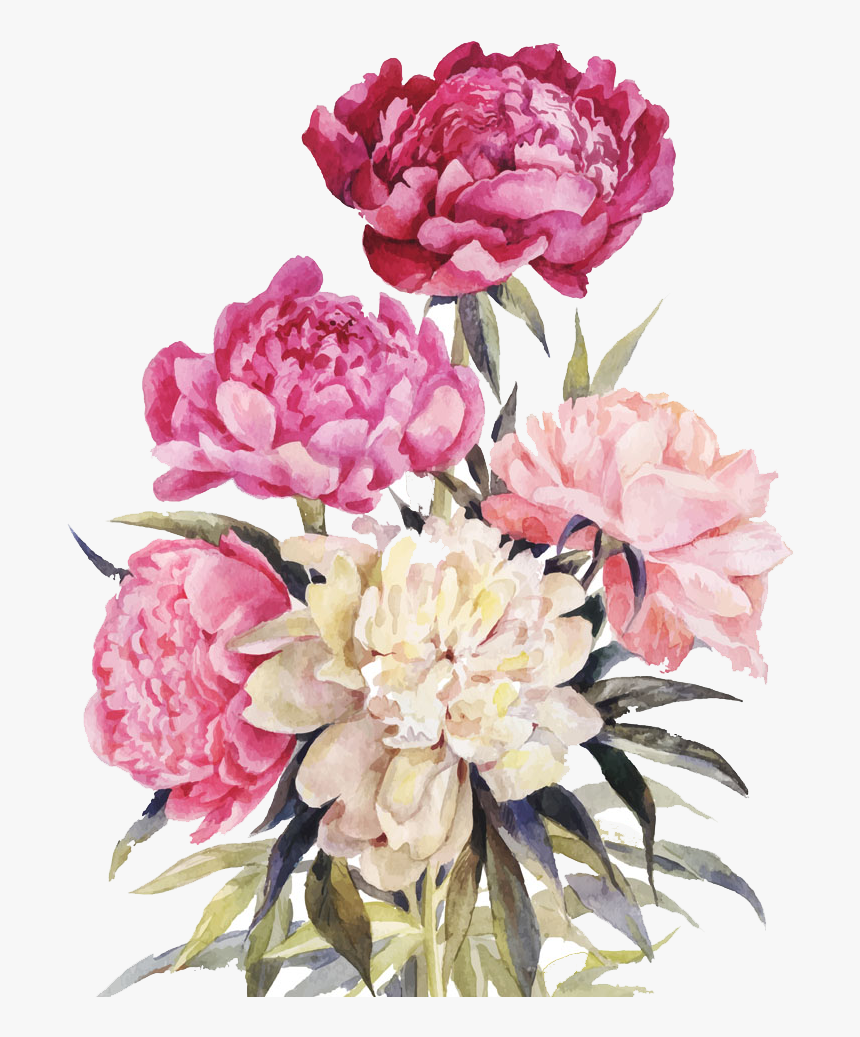 Peony Bouquet Png - Watercolor Peony Drawing, Transparent Png, Free Download