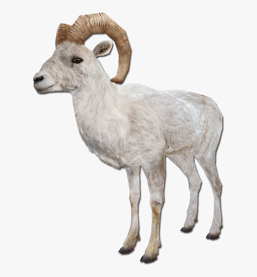 Clip Art Png For Free - Sheep Qurbani Transparent Background, Png Download, Free Download
