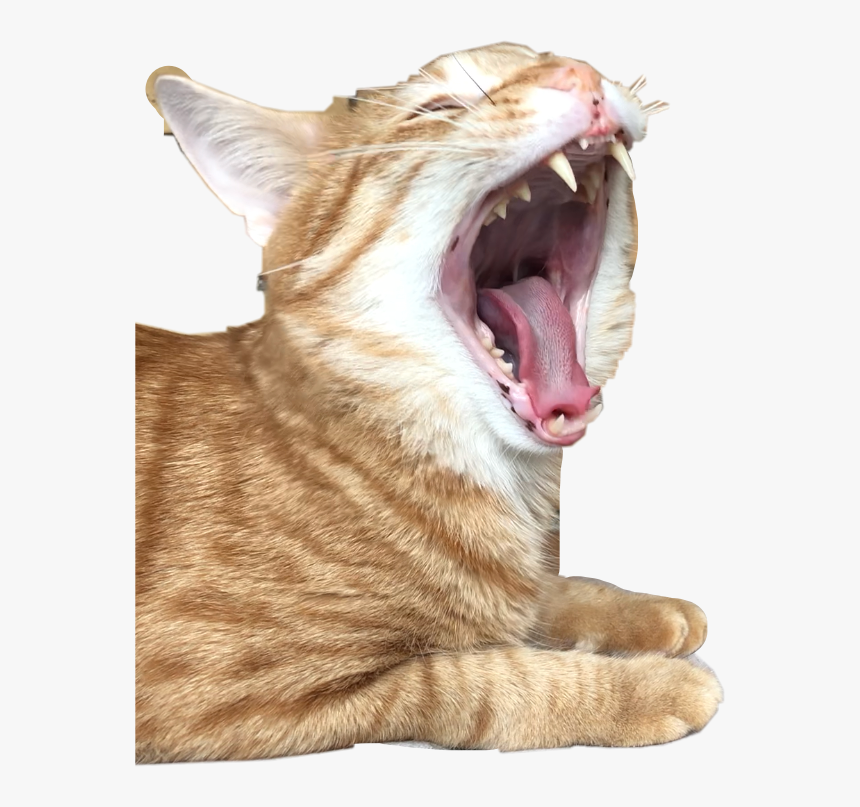 #cat #roar #red #redcat #freetoedit - Cat Yawns, HD Png Download, Free Download