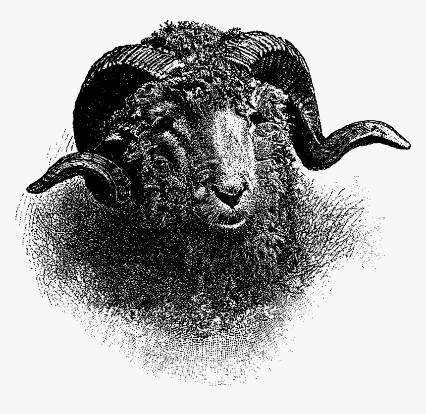 Animal Merino Ram Hand Drawn Drawing Antique Illustration - Ram Illustration Animal, HD Png Download, Free Download