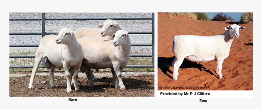 White Dorper Sheep - Sheep Research, HD Png Download, Free Download