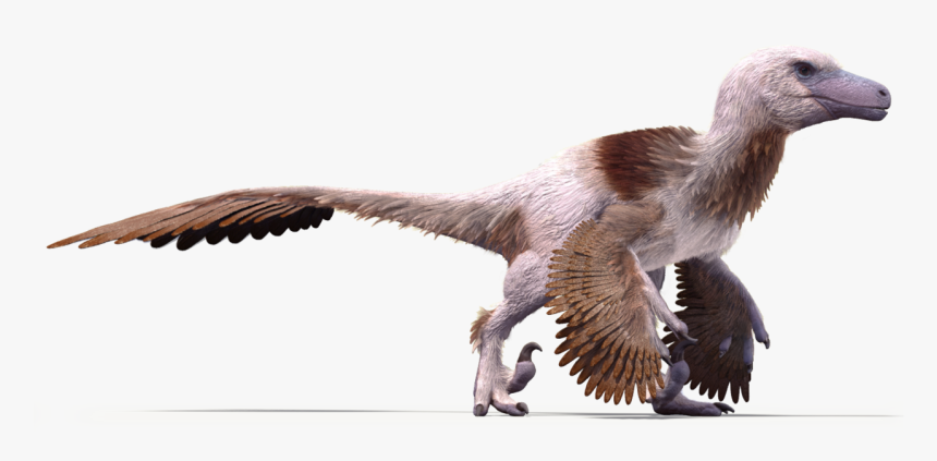 Free Raptor Bird Png - Aerial Animals, Transparent Png, Free Download