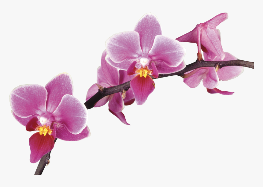 Drawing Orchid Violet - Orchid Drawing, HD Png Download, Free Download