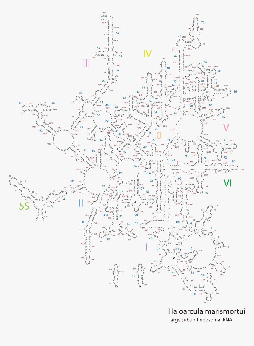 Secondary Structure W/ Nucleotide Numbers 23s Rrna - Drawing, HD Png Download, Free Download