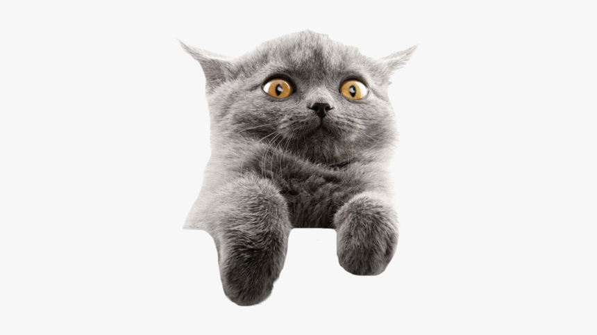 #funny #cat #meme #editit #cool #freetoedit - Grey British Shorthair With Yellow Eyes, HD Png Download, Free Download