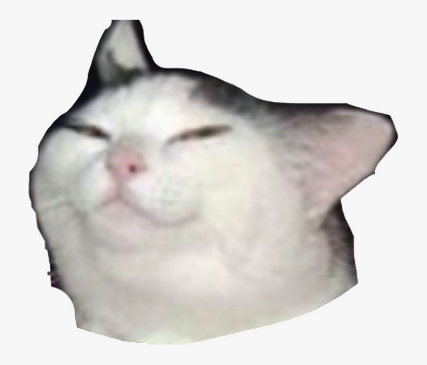 Sad Cat Meme Sticker