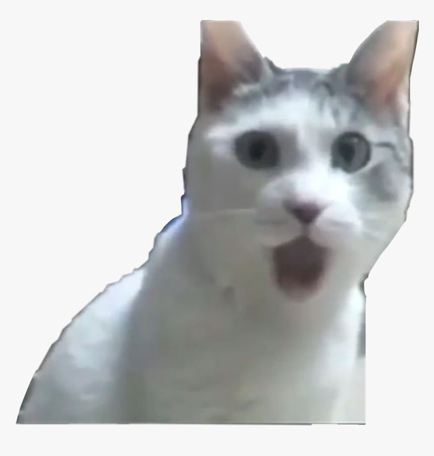 Cat Reaction Meme Surprising Vines Doitforthevine