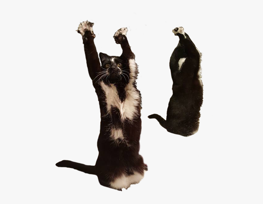 Cats Memes Transparent, HD Png Download, Free Download