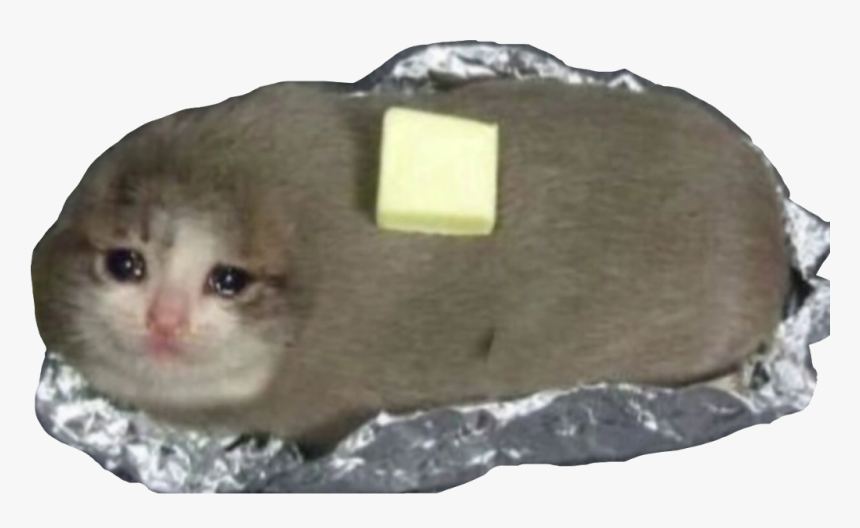 Bread Cat - Cursed Image Burrito Cat, HD Png Download, Free Download