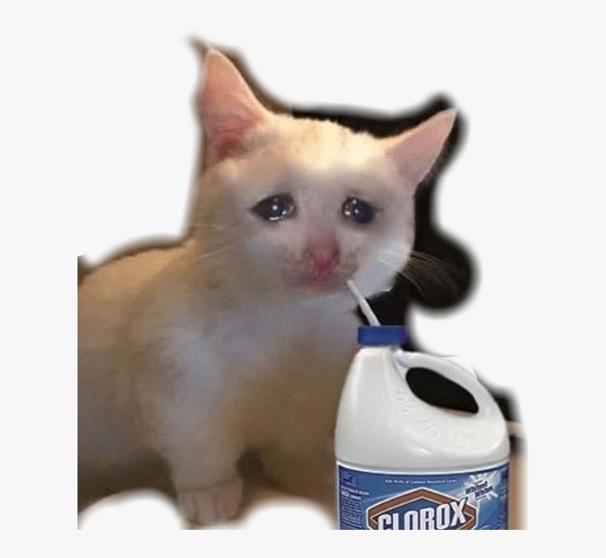 #meme #cat #sad #vaporwave #aesthetic - Sad Cat Meme, HD Png Download, Free Download