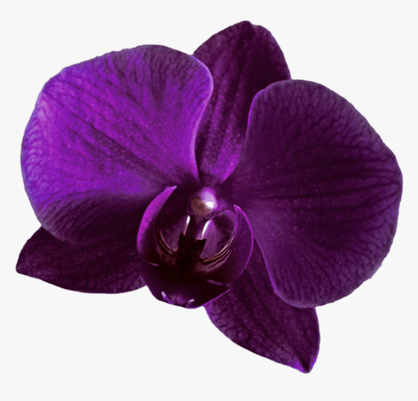 Purple Orchid Clipart - Purple Orchid Transparent Background, HD Png Download, Free Download