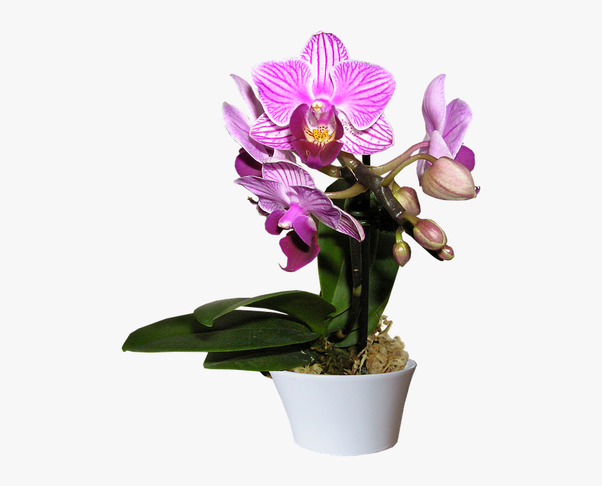 Transparent Purple Orchid Png - Transparent Orchid Png Pot, Png Download, Free Download