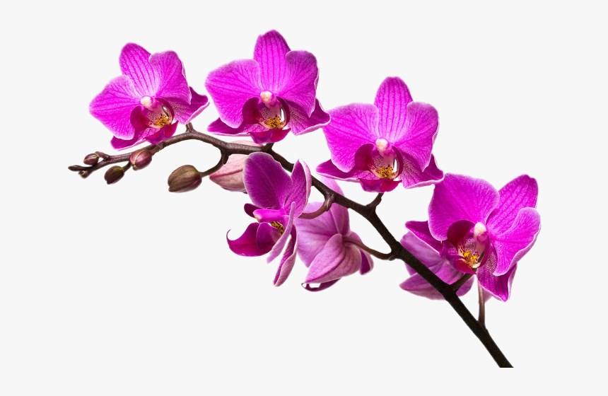 Transparent Orchid Clipart - Pink Orchid Flower Png, Png Download, Free Download