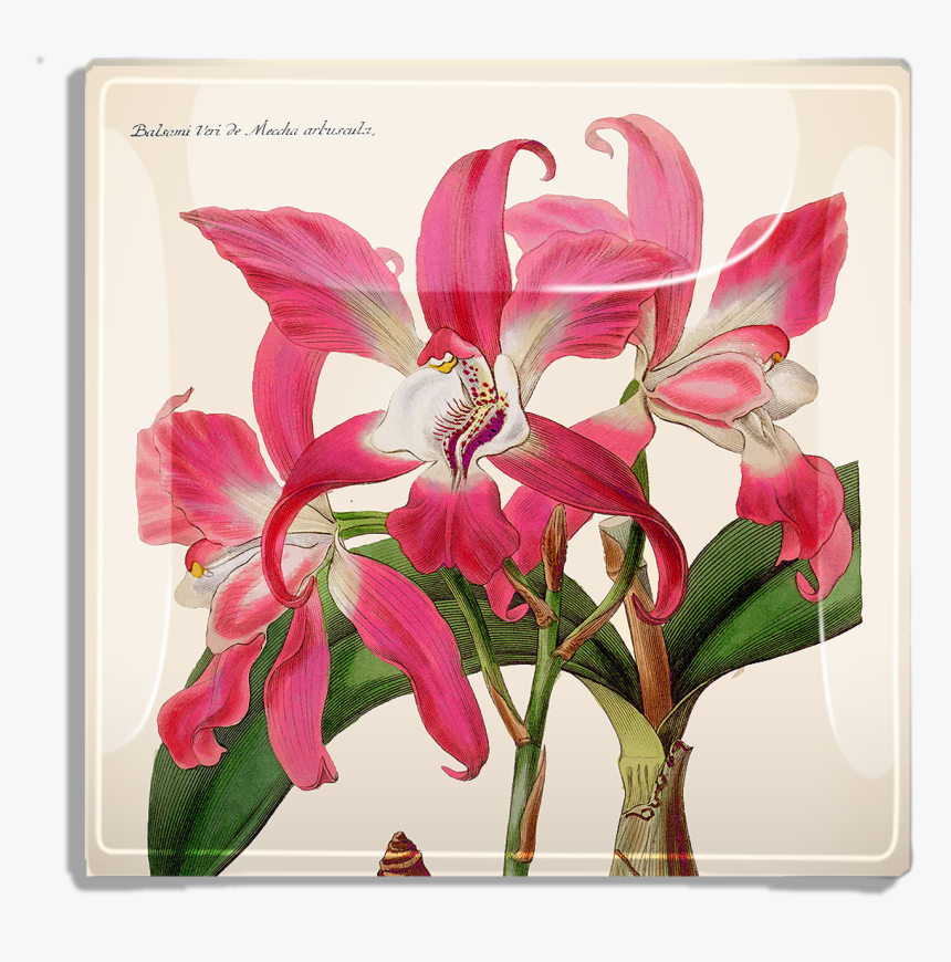 Orchidée Du Mexique, HD Png Download, Free Download