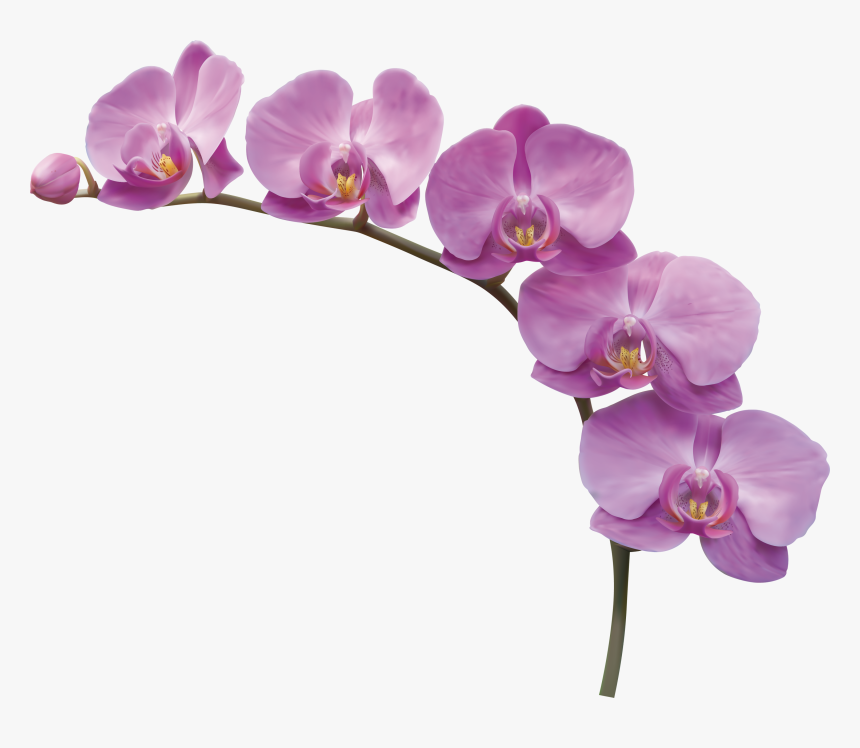 Kw/92, Png V - Orchid Flower Png, Transparent Png, Free Download