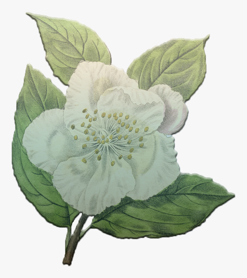 Rosa Canina, HD Png Download, Free Download