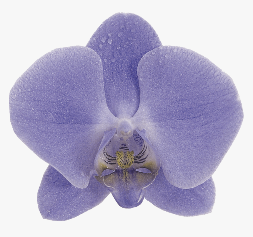 Phalaenopsis Aphrodite Blue, HD Png Download, Free Download