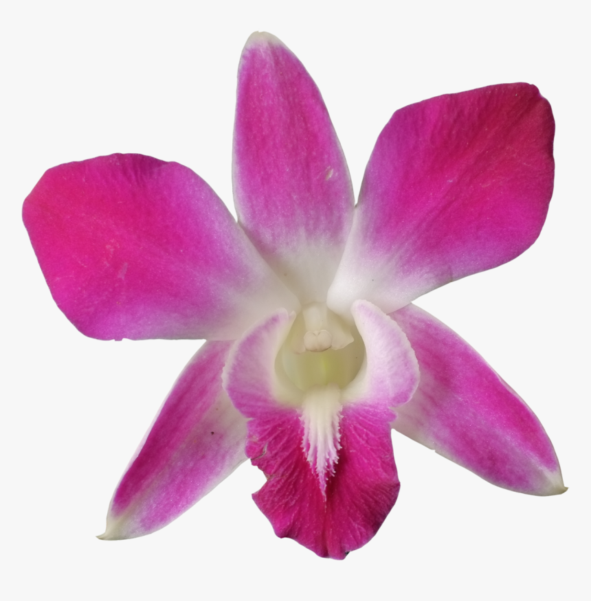 1200 X 1200 - Dendrobium Png, Transparent Png, Free Download