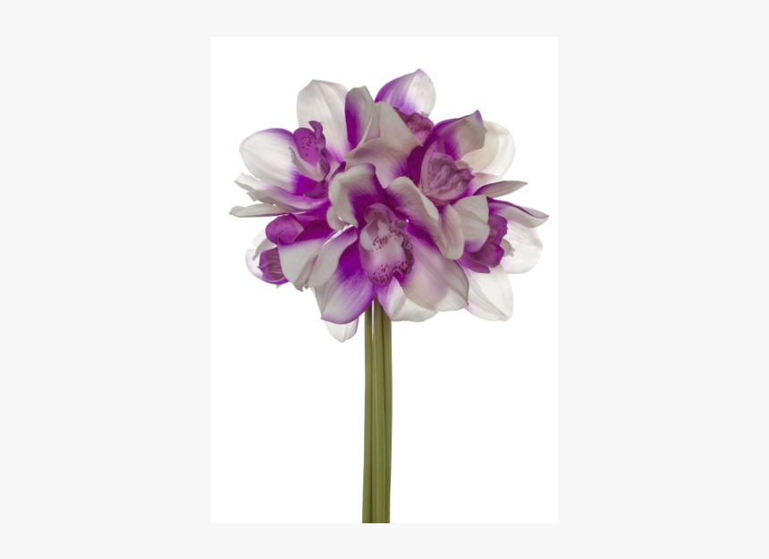 Christmas Orchid, HD Png Download, Free Download