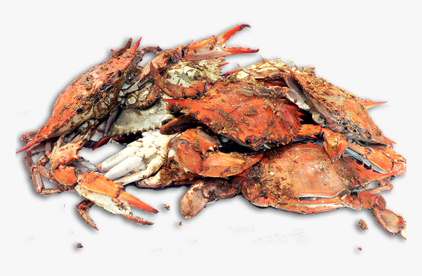 House Hot Steamed Crabs - Florida Crab Trap, HD Png Download, Free Download