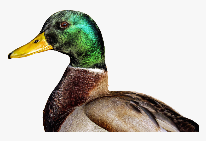 Mallard Anas Platyrhynchos Free Photo - Canard Png, Transparent Png, Free Download