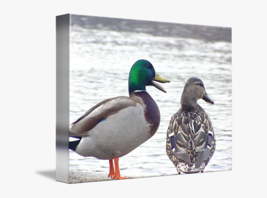 Clip Art Mallard Duck Photographs - Mallard, HD Png Download, Free Download