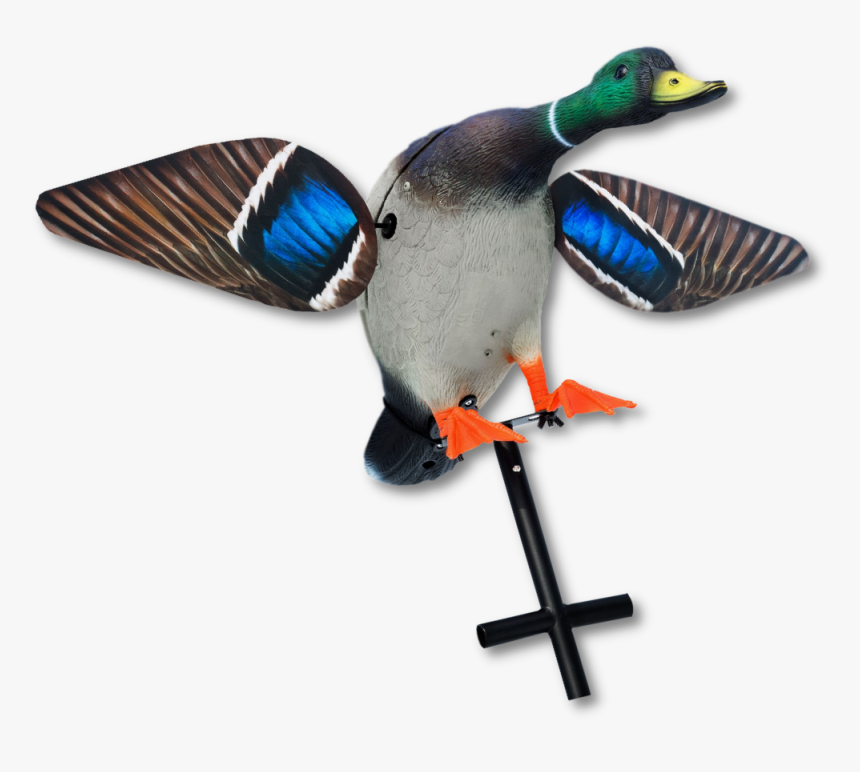 Image Of The Lucky Duck Hot Shot Mallard - Mallard, HD Png Download, Free Download