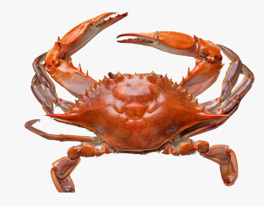 Crab Png Clipart - Crab Hd, Transparent Png, Free Download