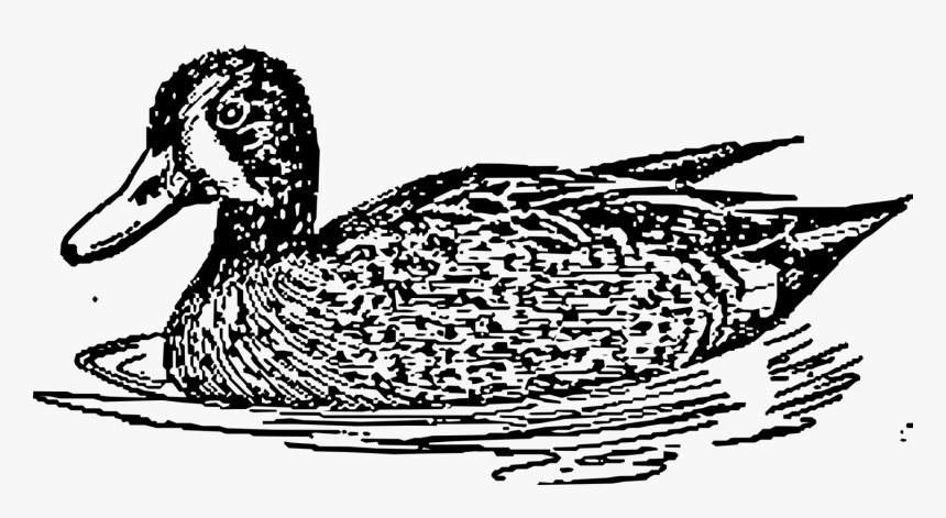 Transparent Mallard Duck Clipart Black And White - Duck With Water Vector Png, Png Download, Free Download