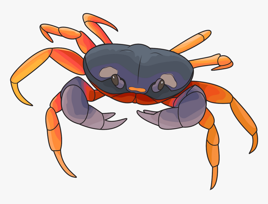 Freshwater Crab, HD Png Download, Free Download