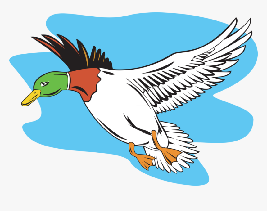 Transparent Flying Ducks Clipart - Cartoon Mallard Duck Flying, HD Png Download, Free Download