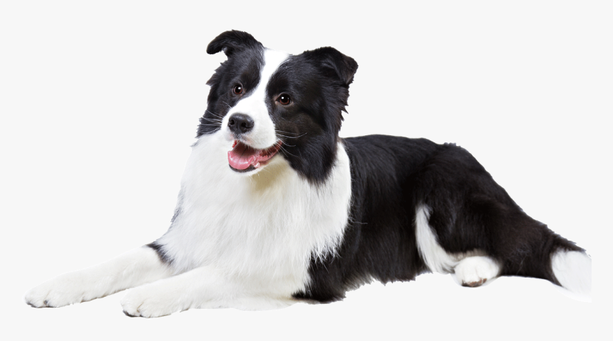 Border Collie Puppy Png, Transparent Png, Free Download