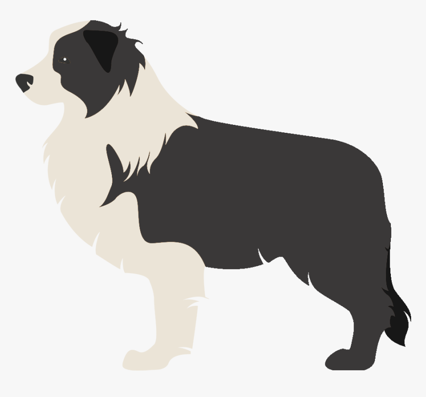 Border Collie Rough Collie Scotch Collie Old English - Border Collie Imagen Sin Fondo, HD Png Download, Free Download