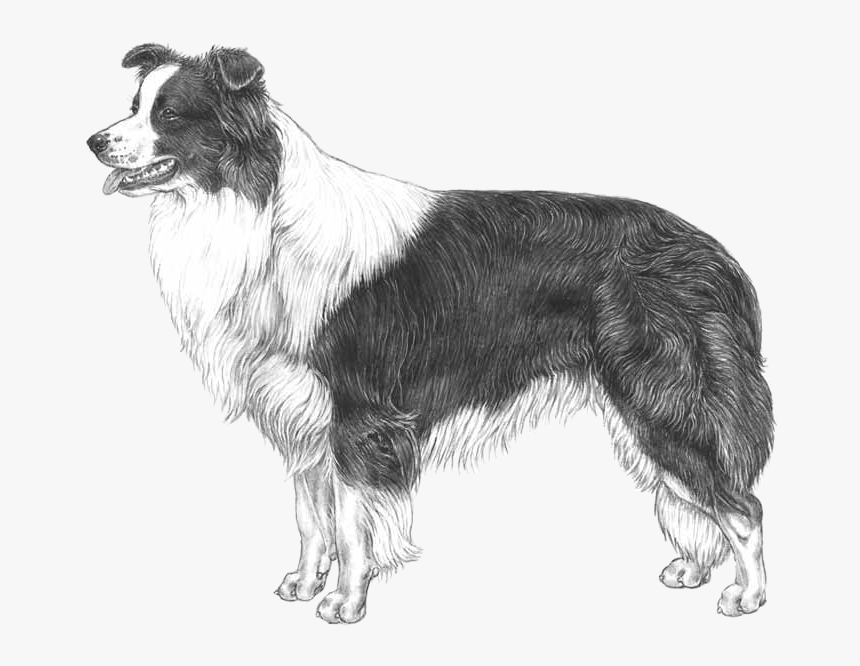 Border Collie Illustrated Standard, HD Png Download, Free Download