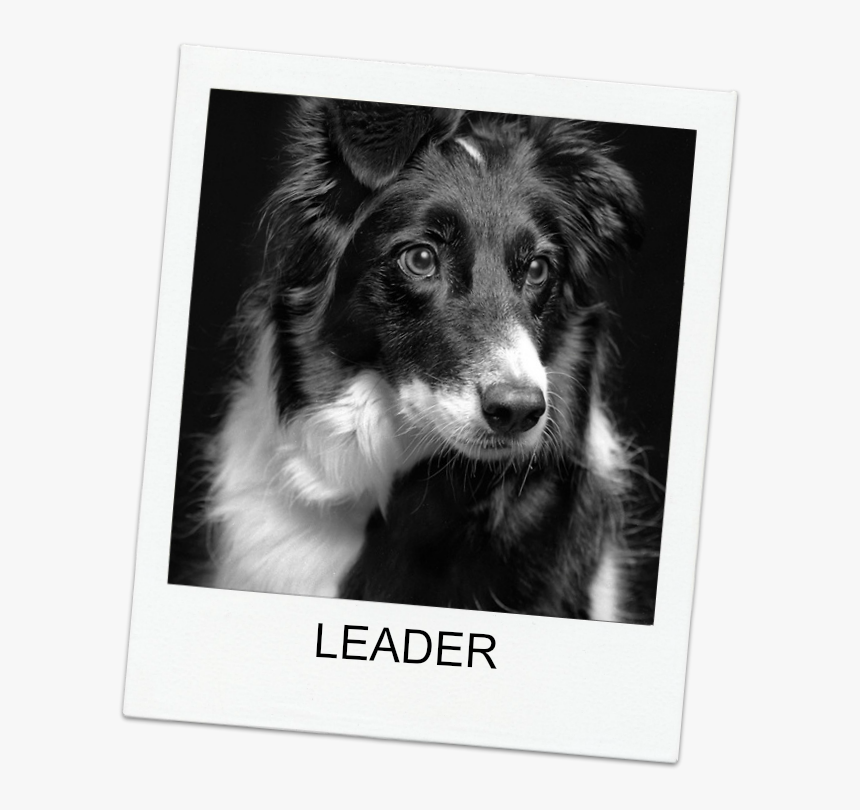 Border Collie Dog - Black And White Border Collie Photography, HD Png Download, Free Download