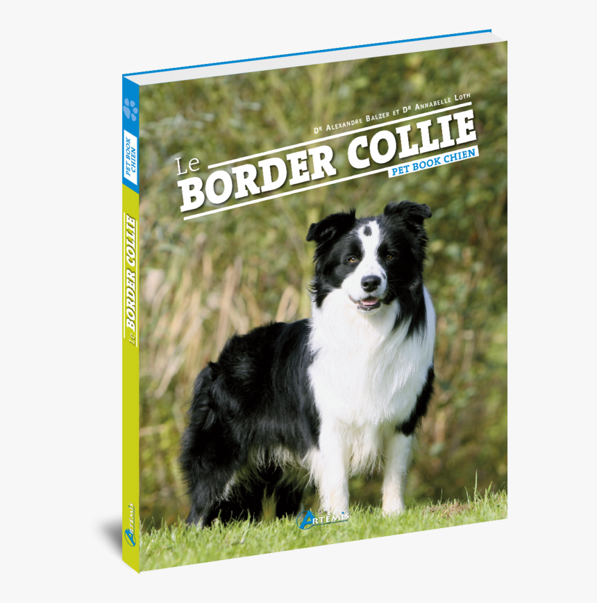 Le Border Collie , Png Download - Border Collie, Transparent Png, Free Download