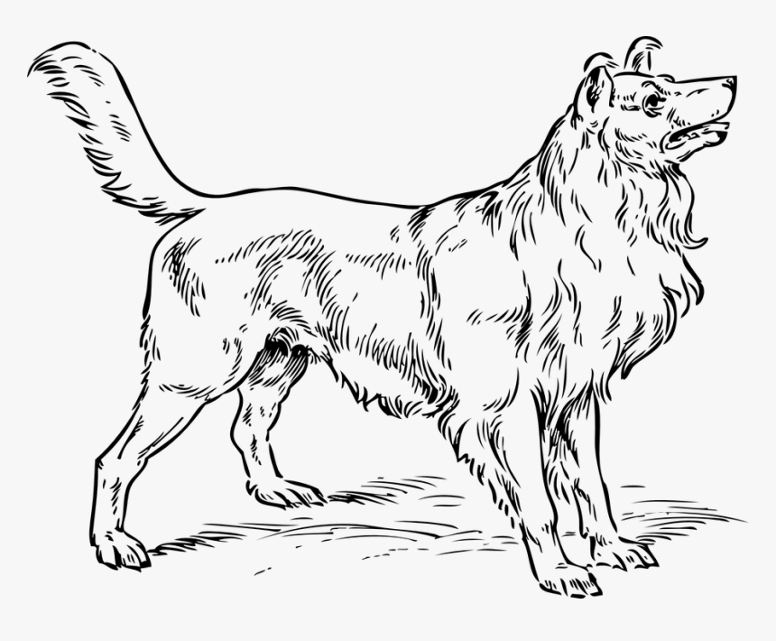 Dog, Collie, Breed, Pedigree, Border, Purebred - Realistic Dog Clip Art Black And White, HD Png Download, Free Download