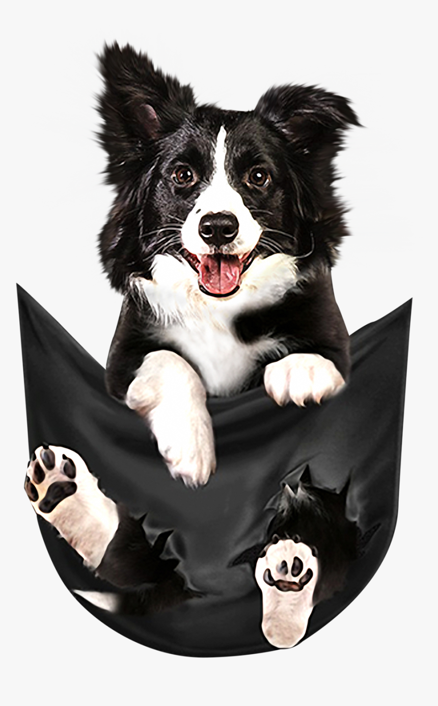 Border Collie In Pocket Shirt, HD Png Download, Free Download