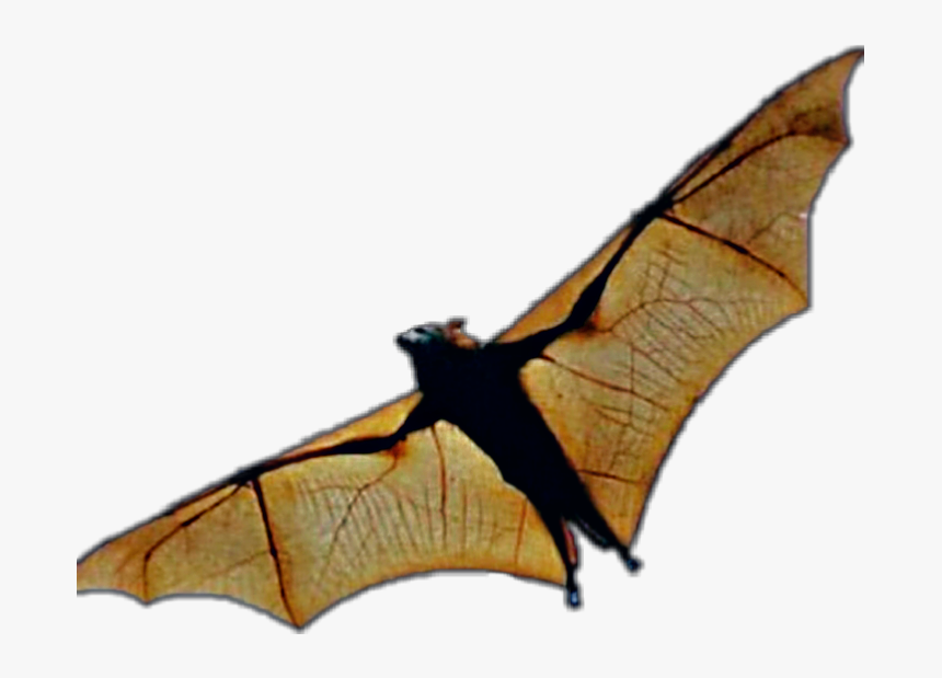 #fly #yellow #brown #flower #sticker #cool # Esbyk - Bat In Flight, HD Png Download, Free Download