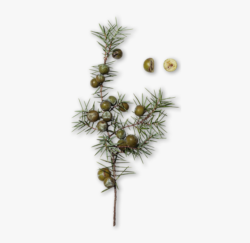 Mexican Pinyon, HD Png Download, Free Download