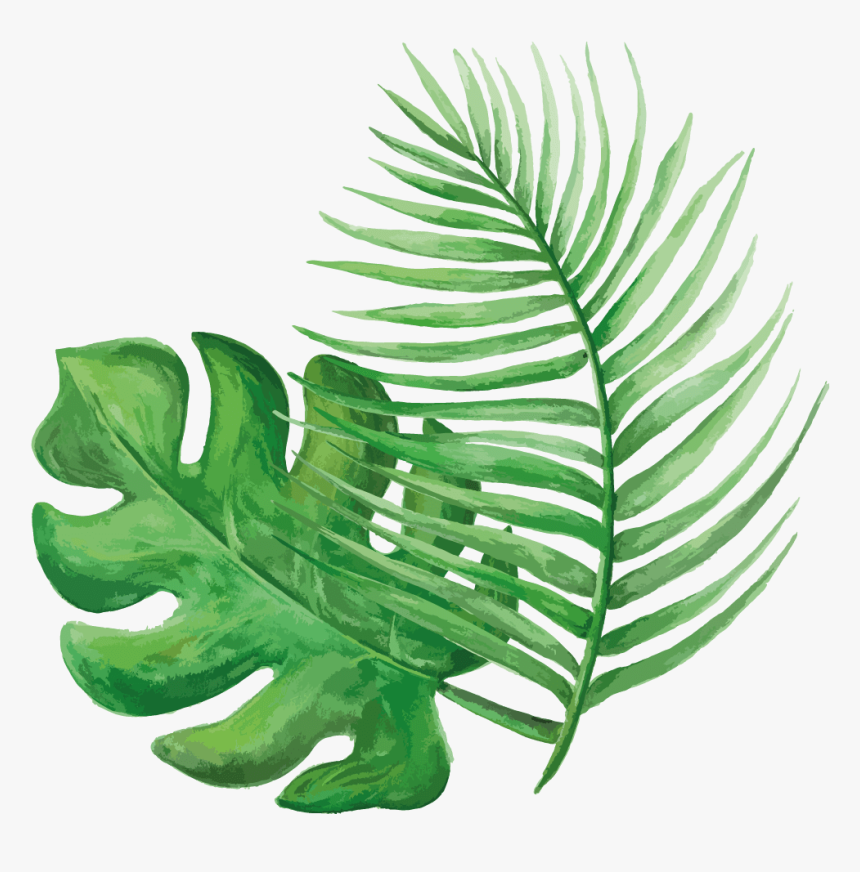 Fern, HD Png Download, Free Download