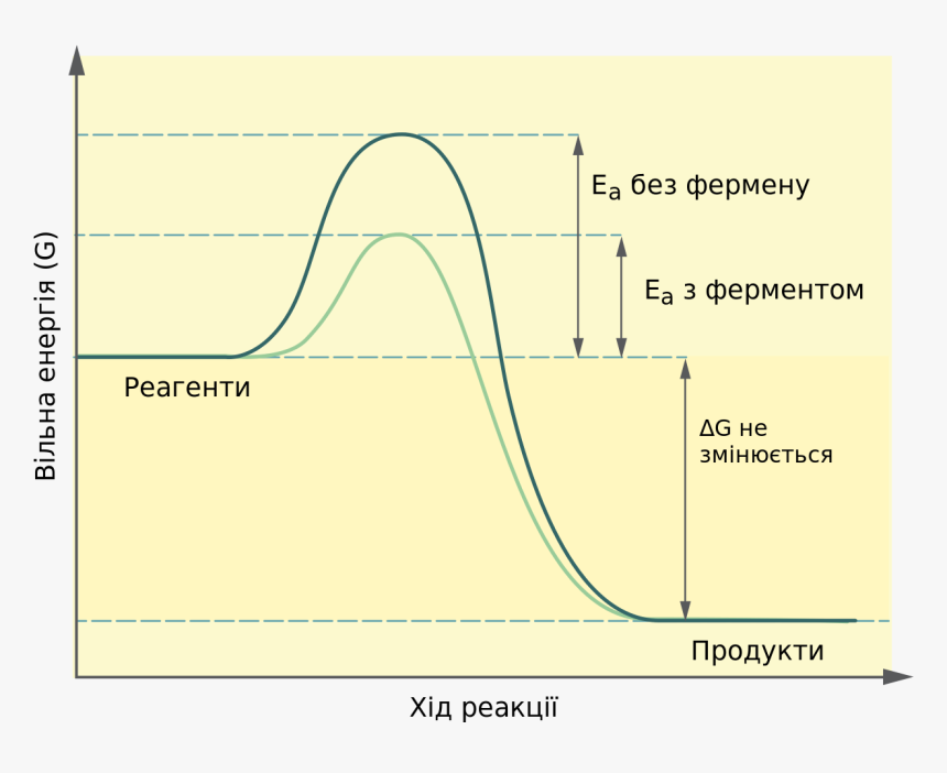 Effect Of Enzymes On Activation Energy, HD Png Download, Free Download